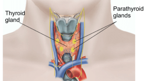 parathyroid image